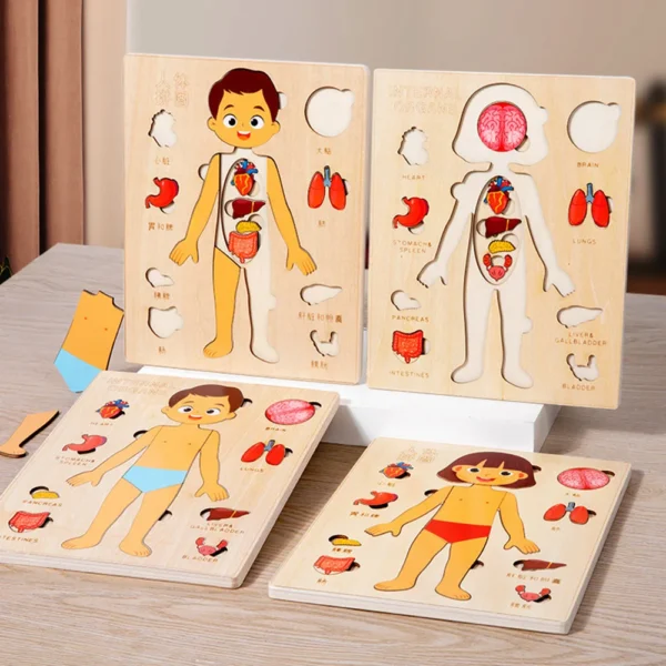 Montessori Puzzles Busy Board Human Body Teaching Learning Body Parts